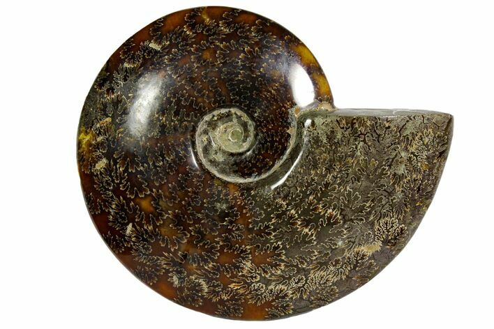 Polished, Agatized Ammonite (Cleoniceras) - Madagascar #145805
